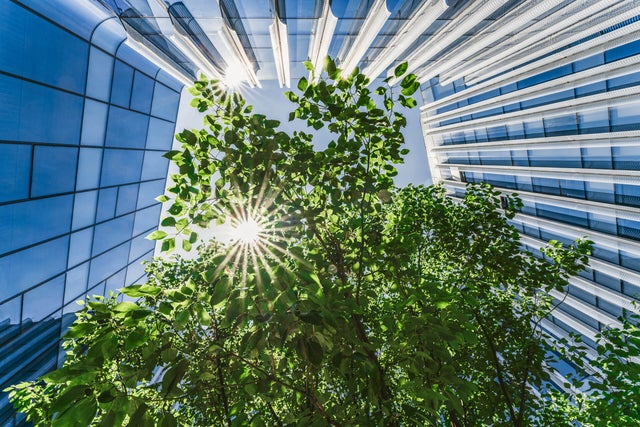 L'image montre une vue d'en bas, avec un ciel bleu et ensoleillé, tandis que des gratte-ciel encadrent l'image du côté gauche, vers le haut et vers le côté droit. Au centre se trouvent des branches avec de nombreuses feuilles vertes et le soleil qui brille à travers elles.